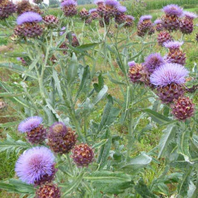 Artichaut - Cynara scolymus - Plantes