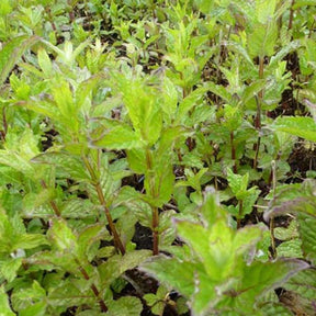 Menthe verte frisée - Mentha spicata crispa - Plantes