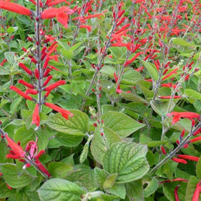 Sauge-ananas Scarlet Pineapple - Salvia elegans scarlet pineapple - Plantes