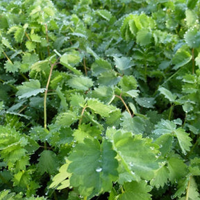 3 Petites Pimprenelles - Sanguisorbes - Sanguisorba minor - Plantes