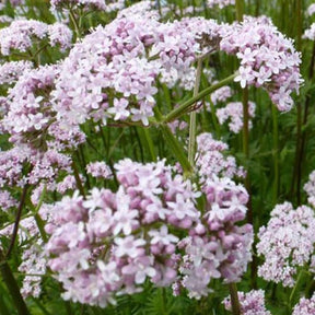 3 Valérianes officinales - Valeriana officinalis - Plantes