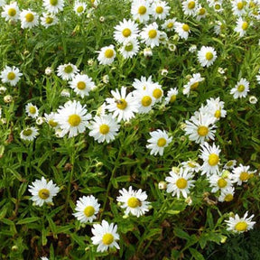 Chrysanthème tardif - Leucanthemella serotina - Plantes