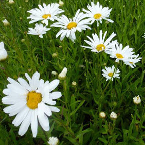 3 Marguerites d'été Polaris - Leucanthemum superbum polaris - Plantes