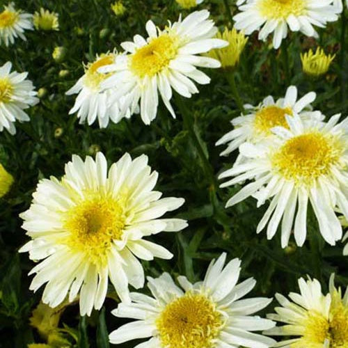 Marguerite d'été Real Glory - Leucanthemum superbum real glory - Plantes