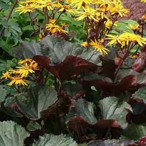 Ligulaire à feuilles dentées Britt Marie Crawford - Ligularia dentata britt-marie crawford - Plantes