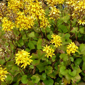 Ligulaire Laternchen - Ligularia x hessei laternchen - Plantes