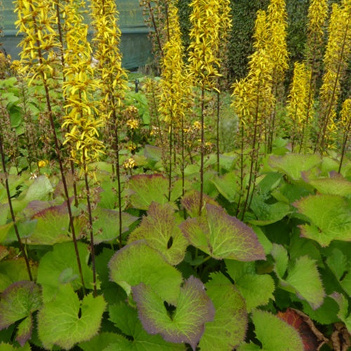 Ligulaire de Hodgson - Ligularia hodgsonii - Plantes