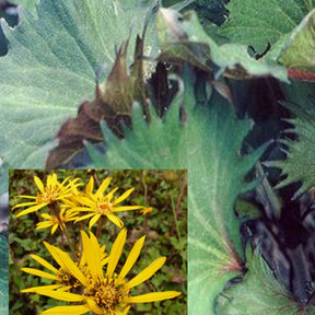 Ligulaire Osiris Fantaisie - Ligularia osiris fantaisie - Plantes