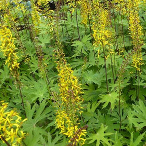 Ligulaire przewalskii - Ligularia przewalskii - Plantes