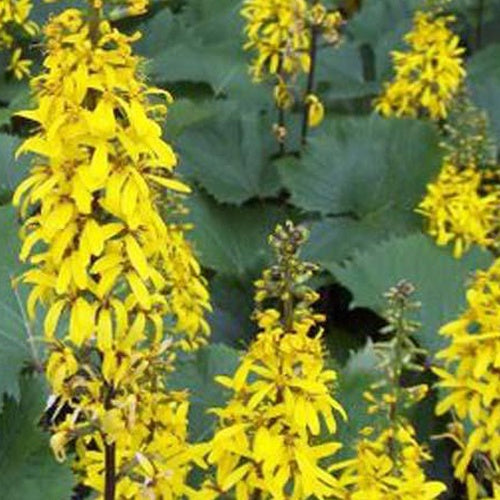 Ligulaire de Wilson - Ligularia wilsoniana - Plantes