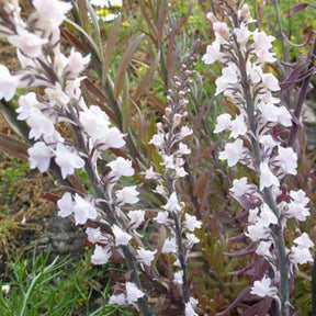 Linaire pourpre Canon J. Went - Linaria purpurea canon j. went - Plantes