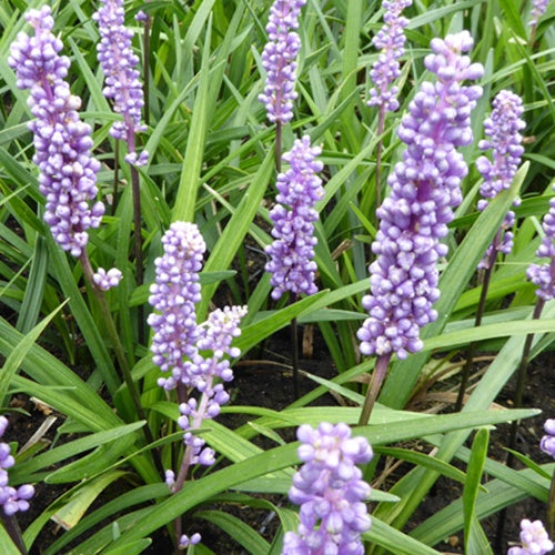 Liriope muscari Moneymaker - Liriope muscari moneymaker - Plantes