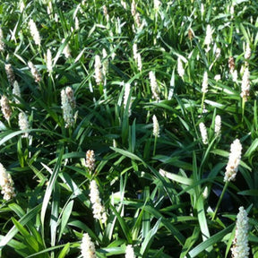 Liriope muscari Monroe White - Liriope muscari monroe white - Plantes