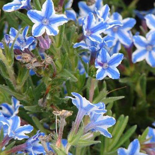 Grémil diffus Star - Lithodora diffusa star - Plantes