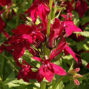 3 Lobelias speciosa Fan burgondy - Lobelia speciosa fan burgundy - Plantes