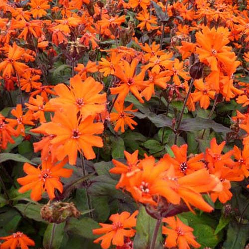 3 Croix de Jérusalem Vesuvius - Lychnis arkwrightii vesuvius - Plantes