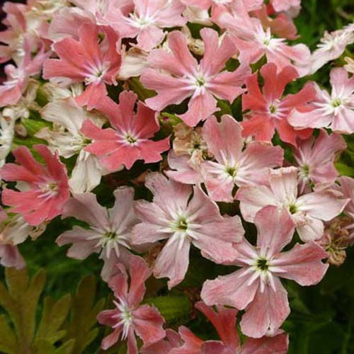 3 Croix de Jérusalem roses - Lychnis chalcedonica carnea - Plantes