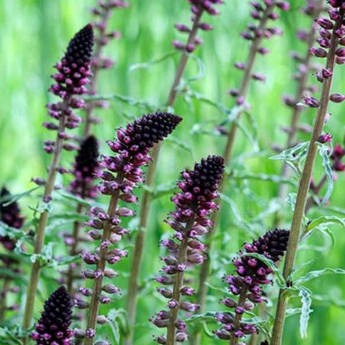 Lysimaque pourpre - Lysimachia atropurpurea - Plantes