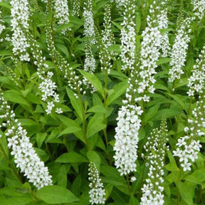 Lysimaque - Lysimachia fortunei - Plantes