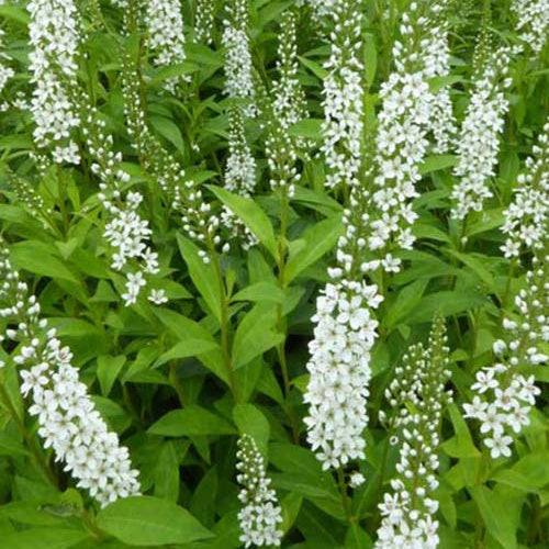 Lysimaque - Lysimachia fortunei - Plantes