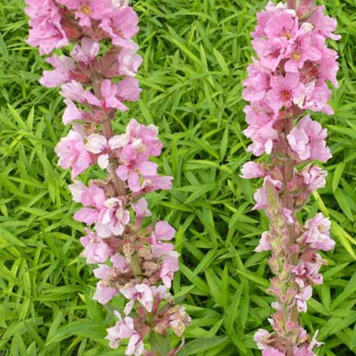 Salicaire Blush - Lythrum salicaria blush - Plantes