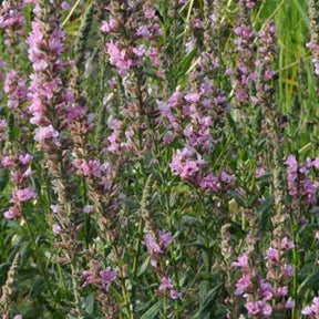 Salicaire Pink Tails - Lythrum salicaria pink tails - Plantes