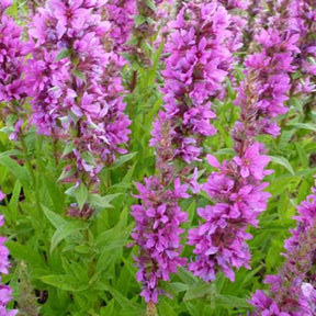 Salicaire Zigeunerblut - Lythrum salicaria zigeunerblut - Plantes