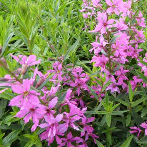 Salicaire Rose Queen - Lythrum virgatum rose queen - Plantes