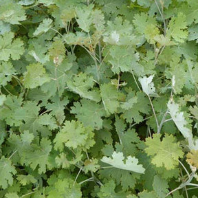 Bocconie à feuilles en cœur - Macleaya cordata - Plantes