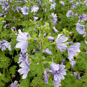 Mauve des bois Dema Marina - Malva sylvestris dema marina - Plantes