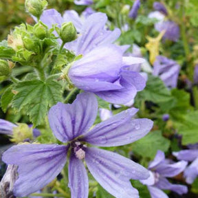 Mauve d'Alger - Malva sylvestris primley blue - Plantes