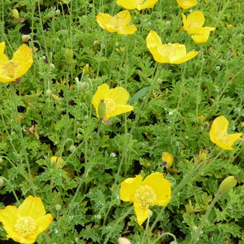 Pavot jaune des Pyrénées - Meconopsis cambrica - Plantes