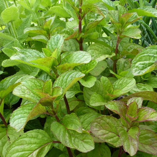 3 Menth Eau de Cologne - Mentha x rotundifolia eau de cologne - Plantes