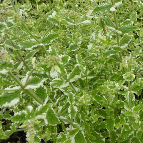 3 Menth panachée - Mentha rotundifolia variegata - Plantes