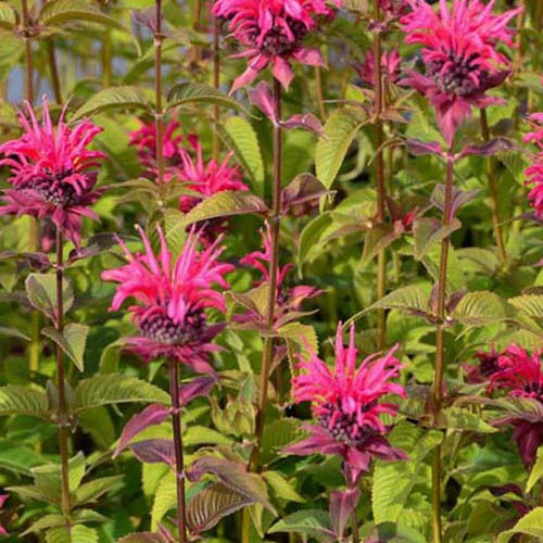 3 Monardes Balance - Monarda balance - Plantes