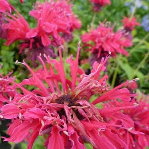 3 Monardes Donnerwolke - Monarda donnerwolke - Plantes