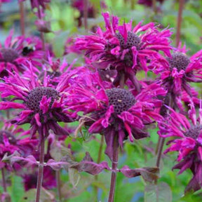 3 Monardes Kardinal - Monarda kardinal - Plantes