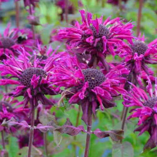 3 Monardes Kardinal - Monarda kardinal - Plantes