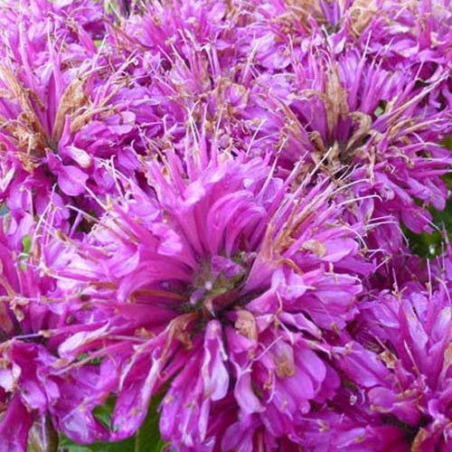 Monarde Pardon me purple - Monarda didyma pardon my purple  ( pardon my serie - Plantes