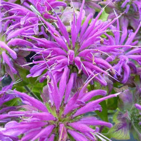 3 Monardes Prärienacht - Monarda prärienacht - Plantes