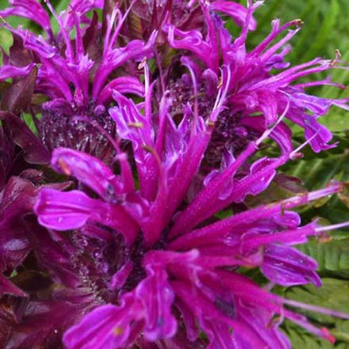 3 Monardes Scorpion - Monarda scorpion - Plantes