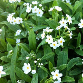 Myosotis des marais Ice Pearl - Myosotis palustris ice pearl - Plantes