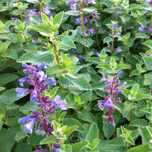 Nepetaà grandes fleurs Blue Danube - Nepeta grandiflora blue danube - Plantes