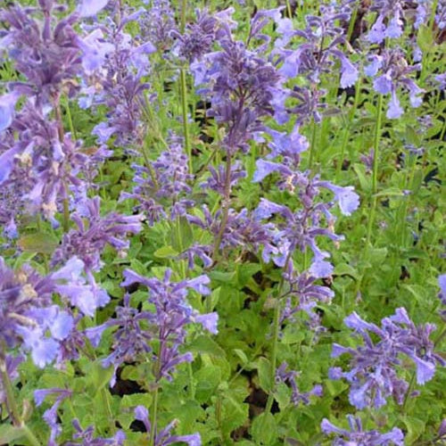 Nepeta à grandes fleurs Pool Bank - Nepeta grandiflora pool bank - Plantes