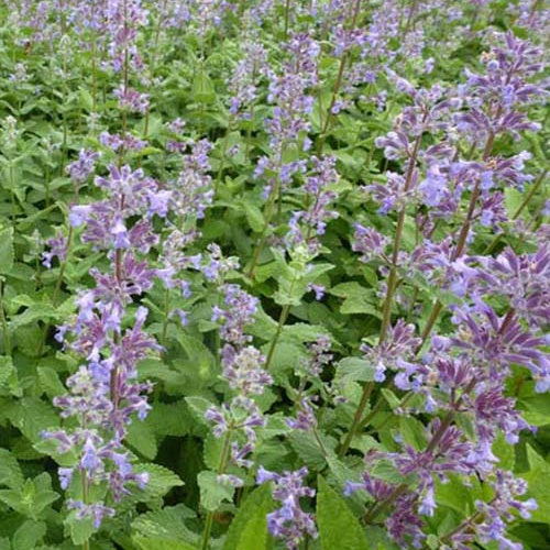 Nepeta à grandes fleurs Summer Magic - Nepeta grandiflora summer magic - Plantes