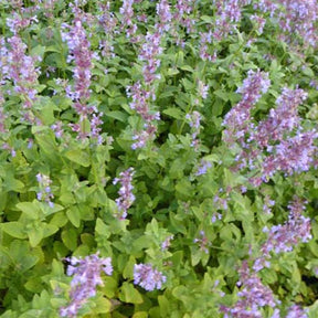 Nepeta à grandes fleurs Zinser's Giant - Nepeta grandiflora zinsers giant - Plantes