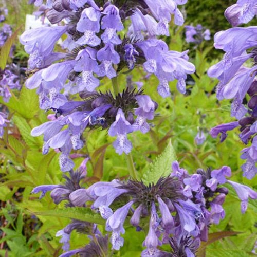 Nepeta de Sibérie - Nepeta sibirica - Plantes