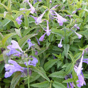 Nepeta Souvenir d'André Chaudron - Nepeta sibirica souvenir dandré chaudron - Plantes