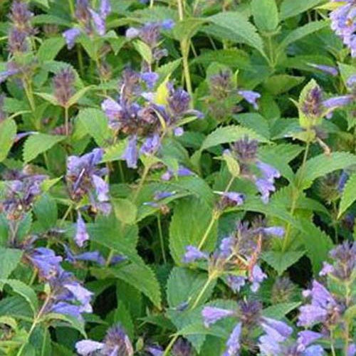 Nepeta subsessile - Nepeta subsessilis - Plantes