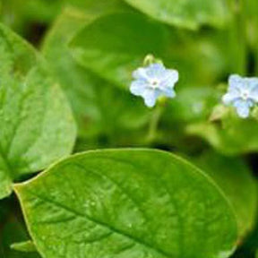 Petite bourrache Elfenauge - Omphalodes verna elfenauge - Plantes